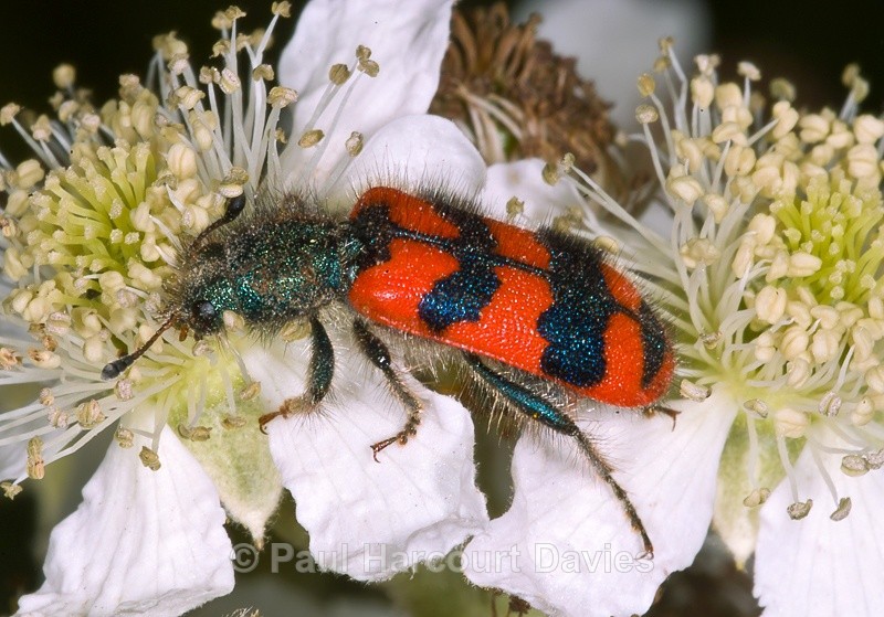  - Bugs: Macro insects