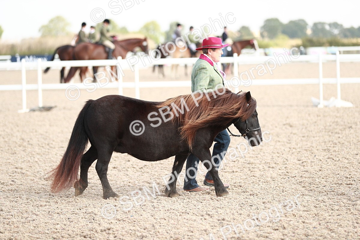 SBM_11747 - Class 206 IH Non Show Type Pony