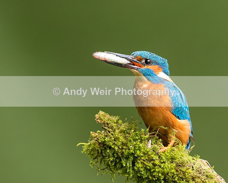 20150717-8E0A0046 - Kingfisher