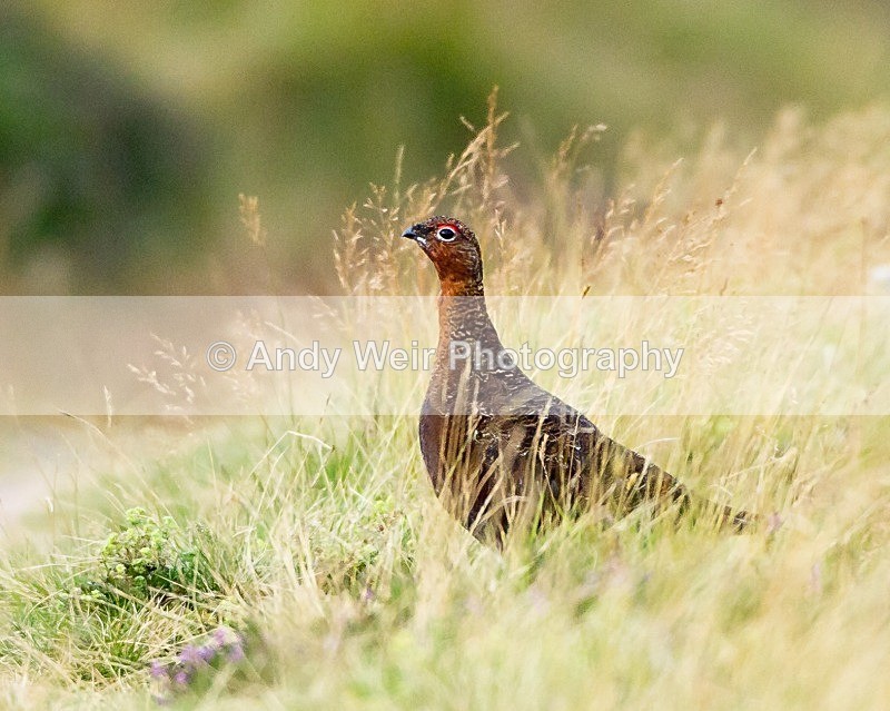 20110929-_MG_7177 - Gamebirds