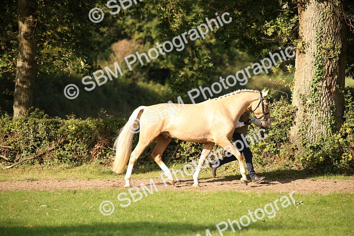 SBM_59340 - S52 - Other Coloured Horse In Hand