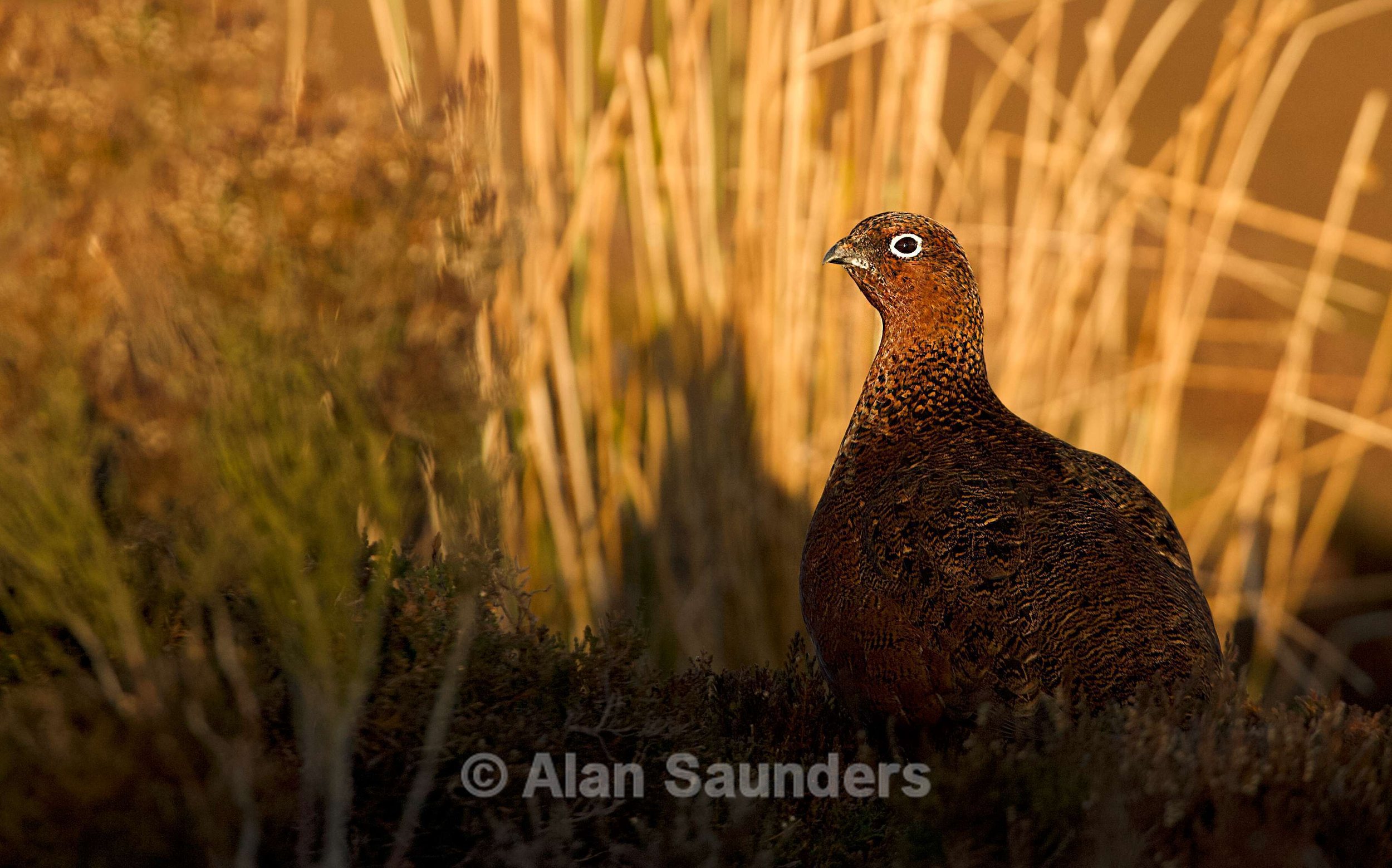 Red Grouse 1