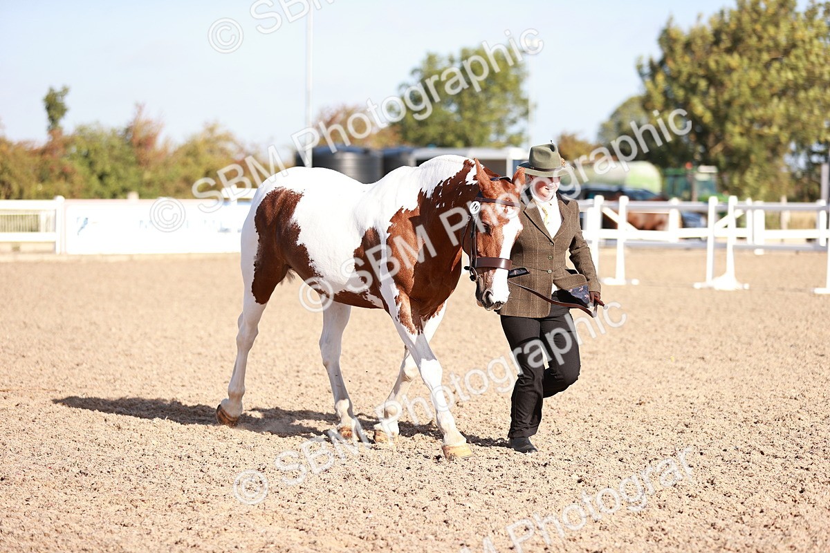 SBM_22028 - Class 702 - IH Show Horse-Pony