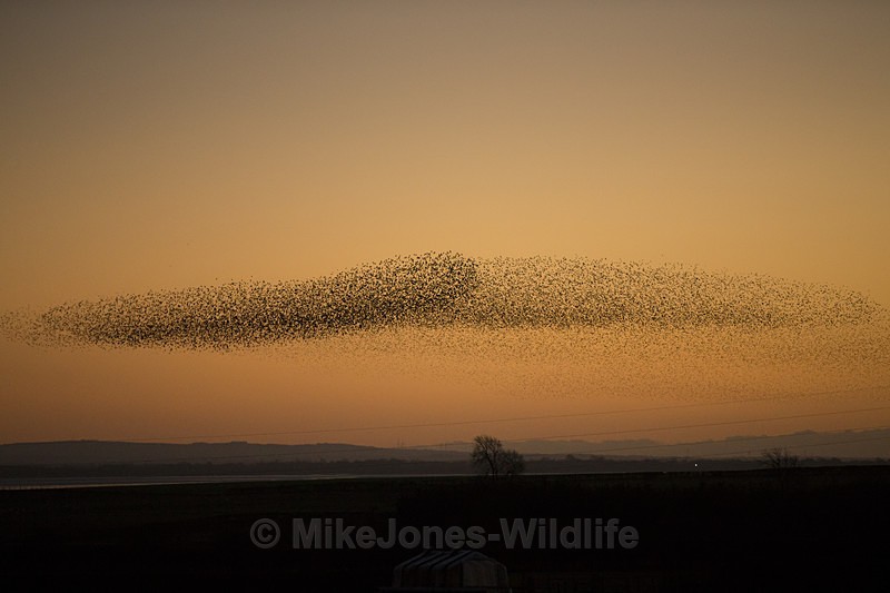 Starling Murmuration, Gretna green, on the way home - SCOTLAND LANDSCAPE PHOTOGRAPHY