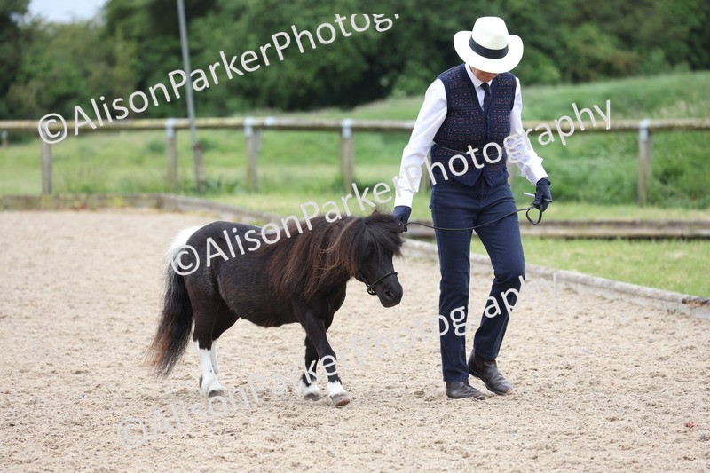 20250524-0423 - Class 5 - Minitures and Sheltands