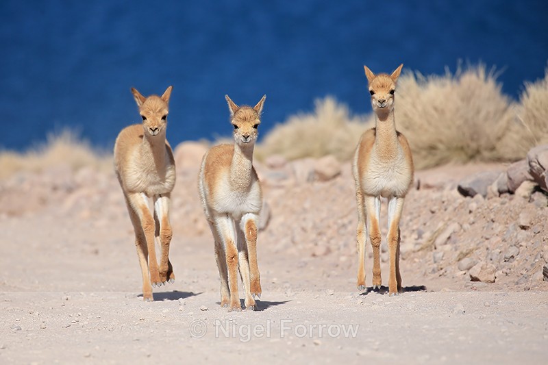 Young Vicunas running, Lake Miscanti, Chile - Vicuna