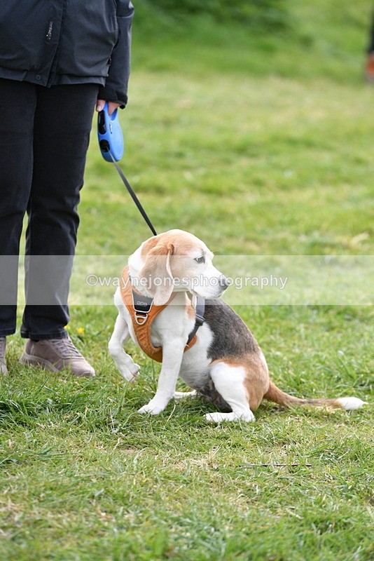 WJ5_0179 - Class 5 Best Veteran / 7 years & over