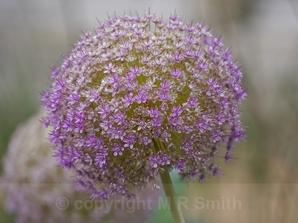 Alium Head - MACRO & CLOSE UPS 2