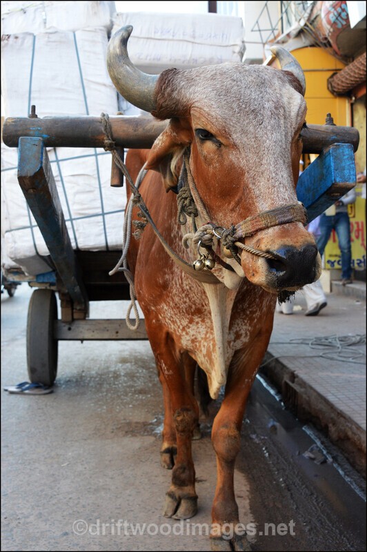 India Porbandar bullock cart detail - India