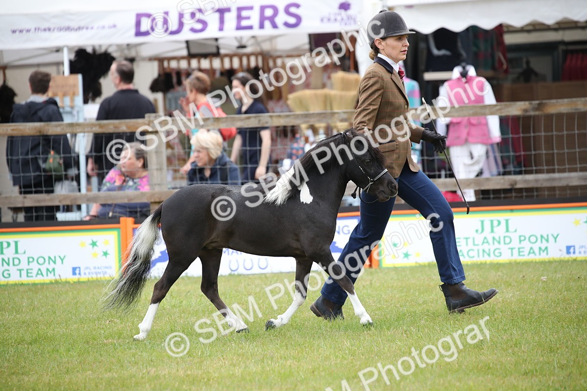 SBM_03700 - Class 23-25 - British Miniature Horse of the Year