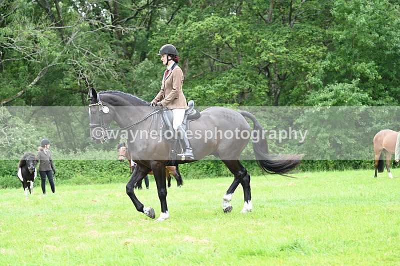WJ7_4121 - Class 14A Handsome Gelding