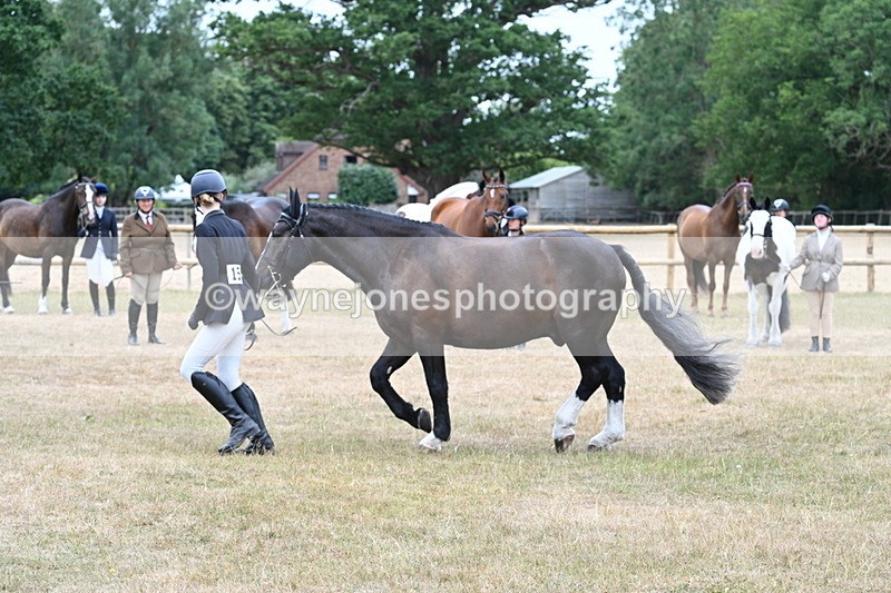 WJ7_0111 - Class 5a Most Handsome Gelding (above 14.2hh)