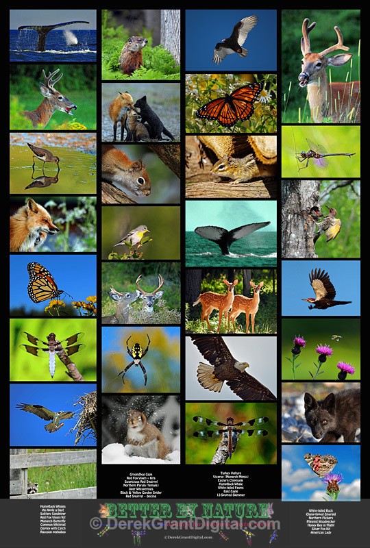 Wildlife for Wellness Poster Series - Butterflies & Moths of Atlantic Canada