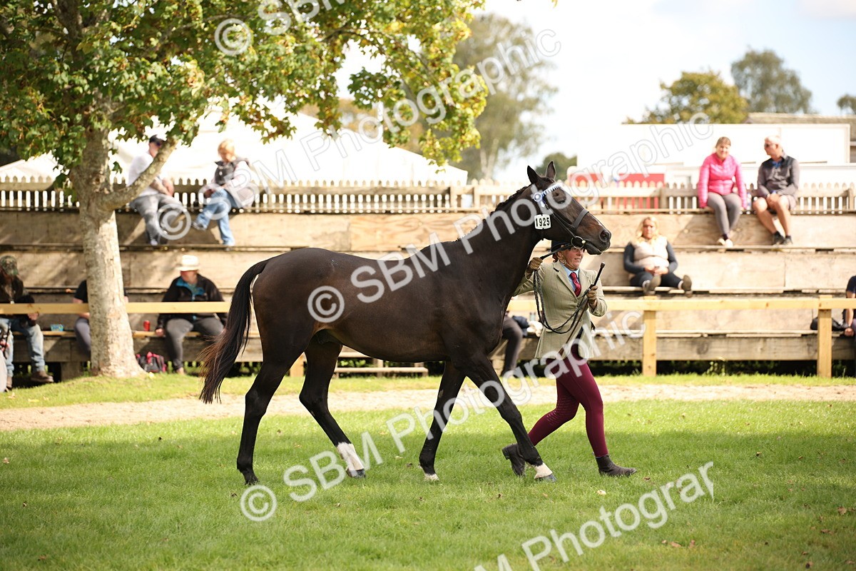 SBM_46396 - S25 - Mature Veteran In Hand