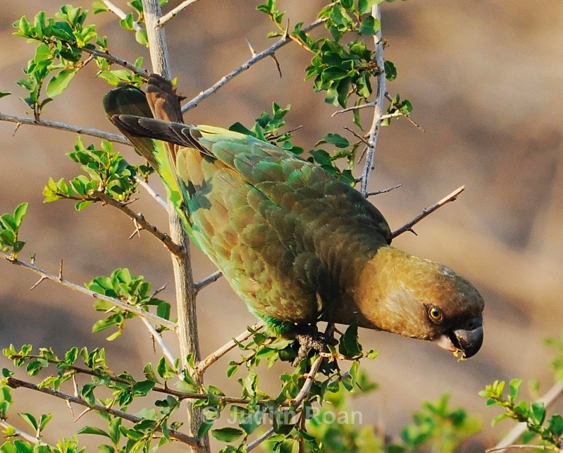Brown-headed Parrot - South Africa Birds and Mammals