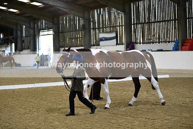 WJ5_3819 - Class 5 In Hand Veterans