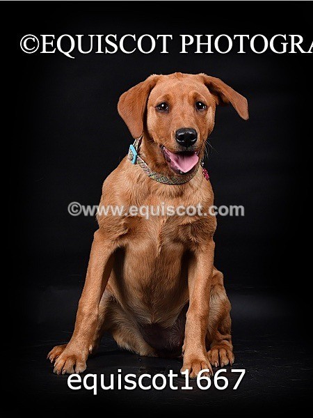 equiscot1667 - MOLLY & MACEY