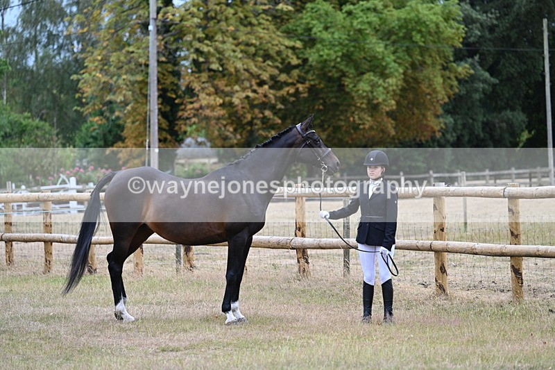 WJ7_8974 - Class 4a Prettiest Mare 14.2hh and over