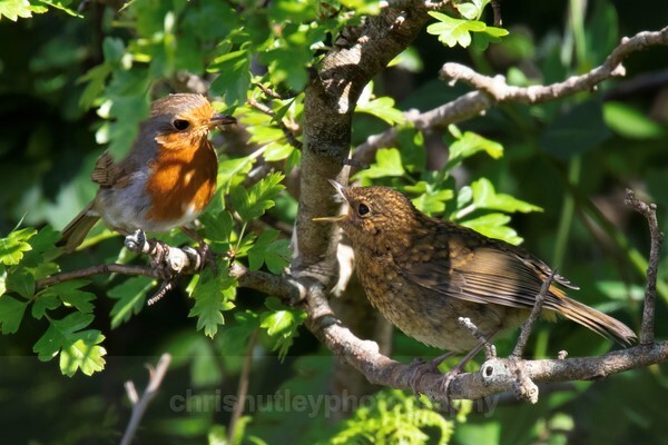  - Birds of Britain and Europe