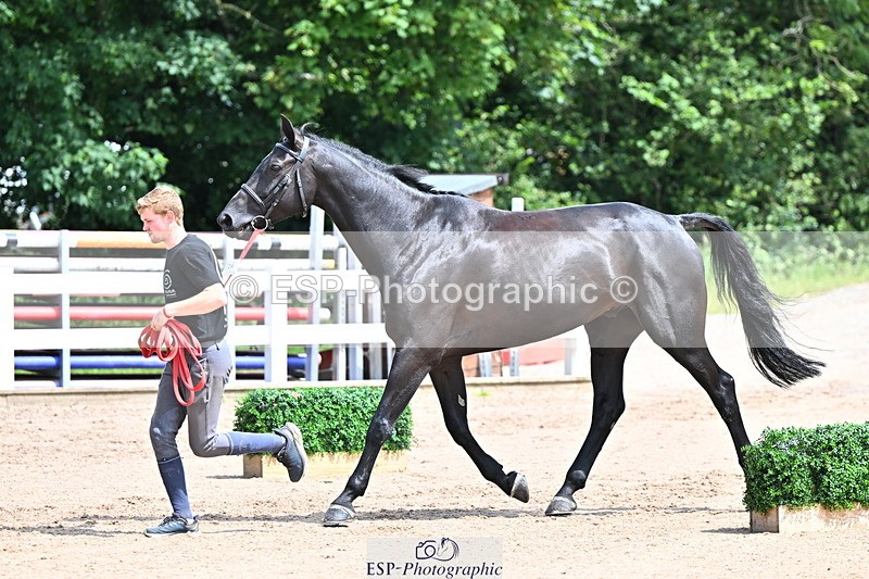 240718A-105246-01143 - Trot Up 12pm to 1pm
