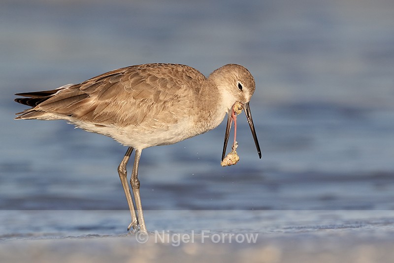 Willet expelling food pellet, Fort De Soto Park, Florida - Willet