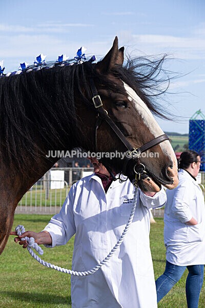 DSC_0110 - Ring 1