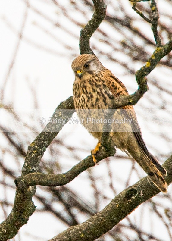 20100321-020 - Kestrel