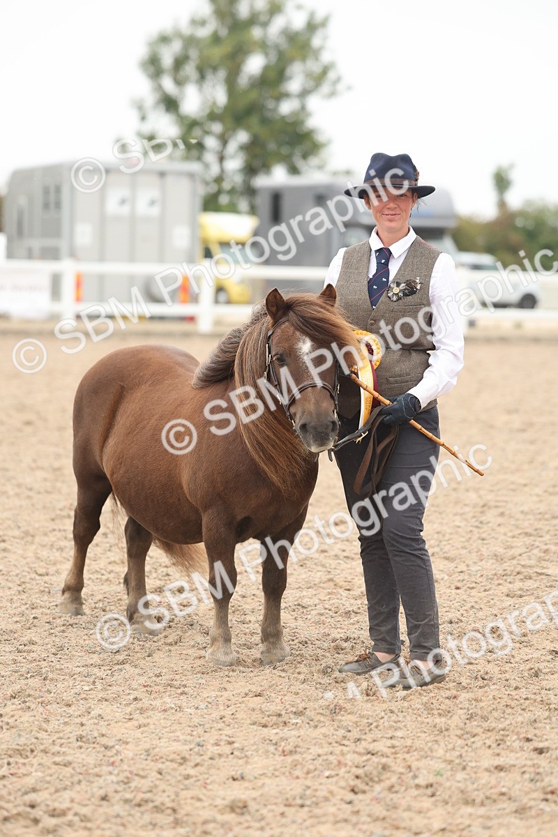 SBM_19439 - Class 317 - IH Pure Bred Horse-Pony