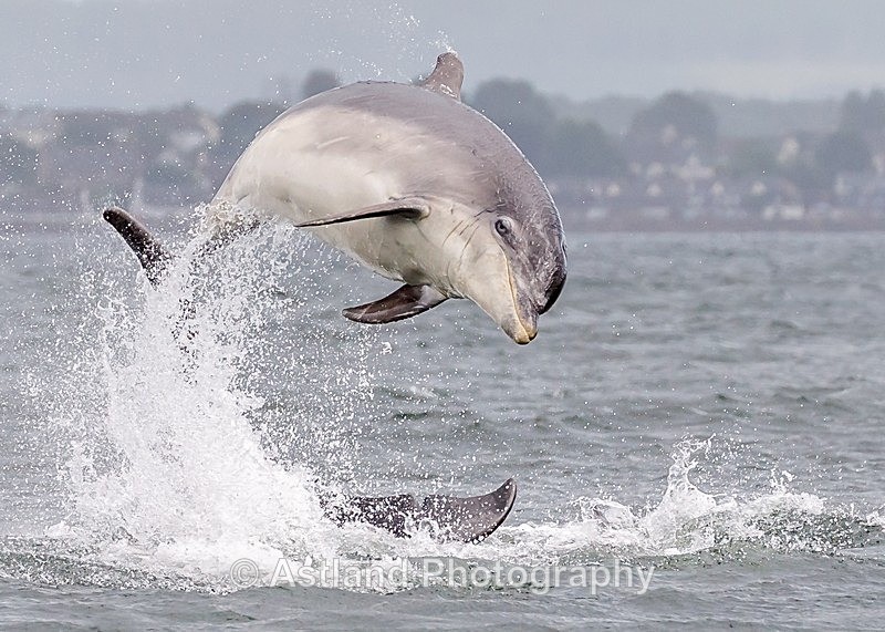 Astland Photography, Bird and Wildlife Images, Susan and Peter Wilson, U.K.