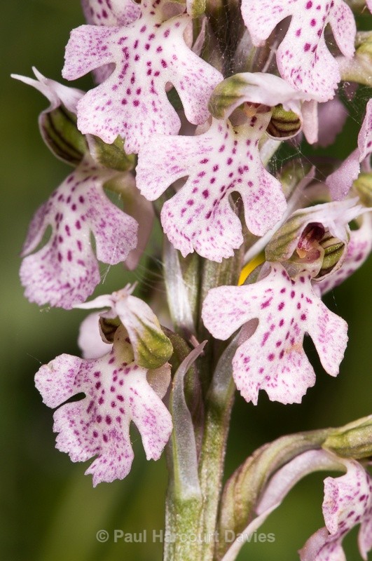  - Orchids - Crete
