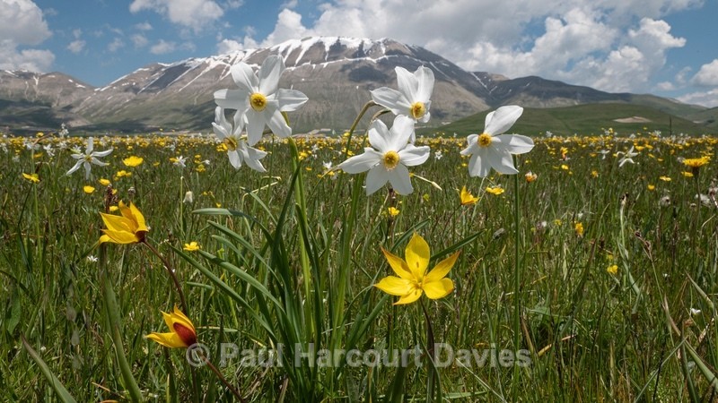 Wild Tulips (Tulipa sylvestris ssp australis) growing with Poet's Narcissus (Narcissus poeticus - Flowers in the Landscape - 1