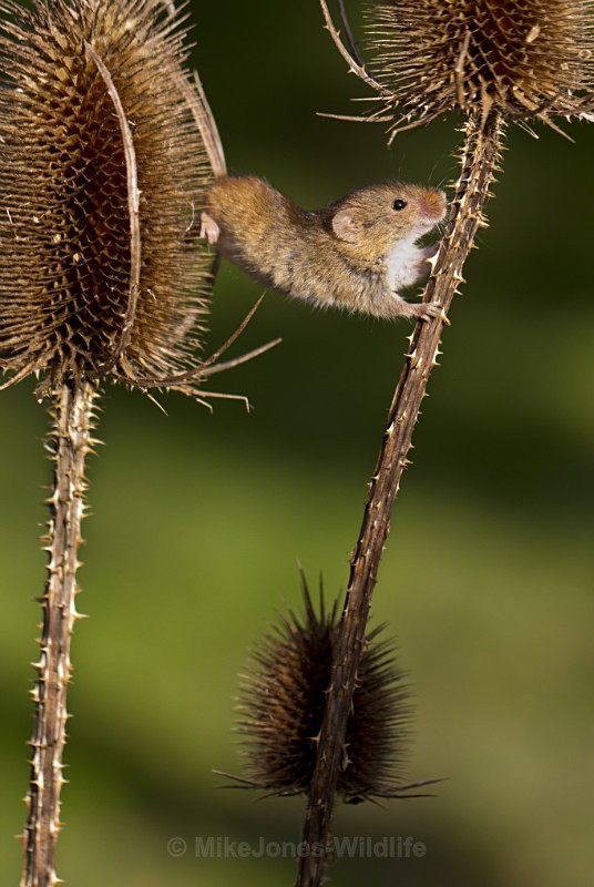 HARVEST MOUSE - HARVEST MOUSE