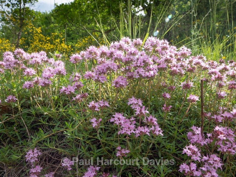 Mediterranean thyme (Thymus captitatus) - Flowers in the Landscape - 2