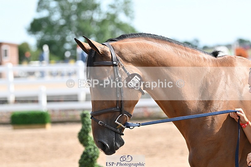 240717A-155514-03193 - Trot Up 3pm to 4pm