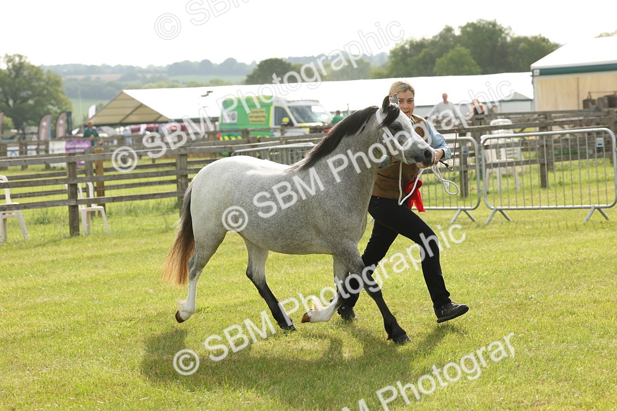 SBM_00462 - Class 6-13 - Mountatin and Moorland In Hand Welsh Breeds
