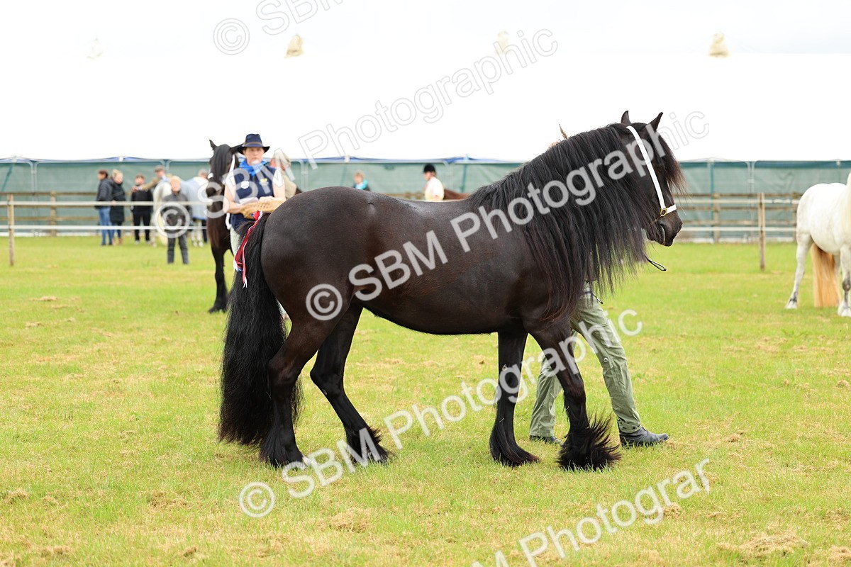 SBM_00525 - Class 58-67 - M&M Non Welsh Pony In hand