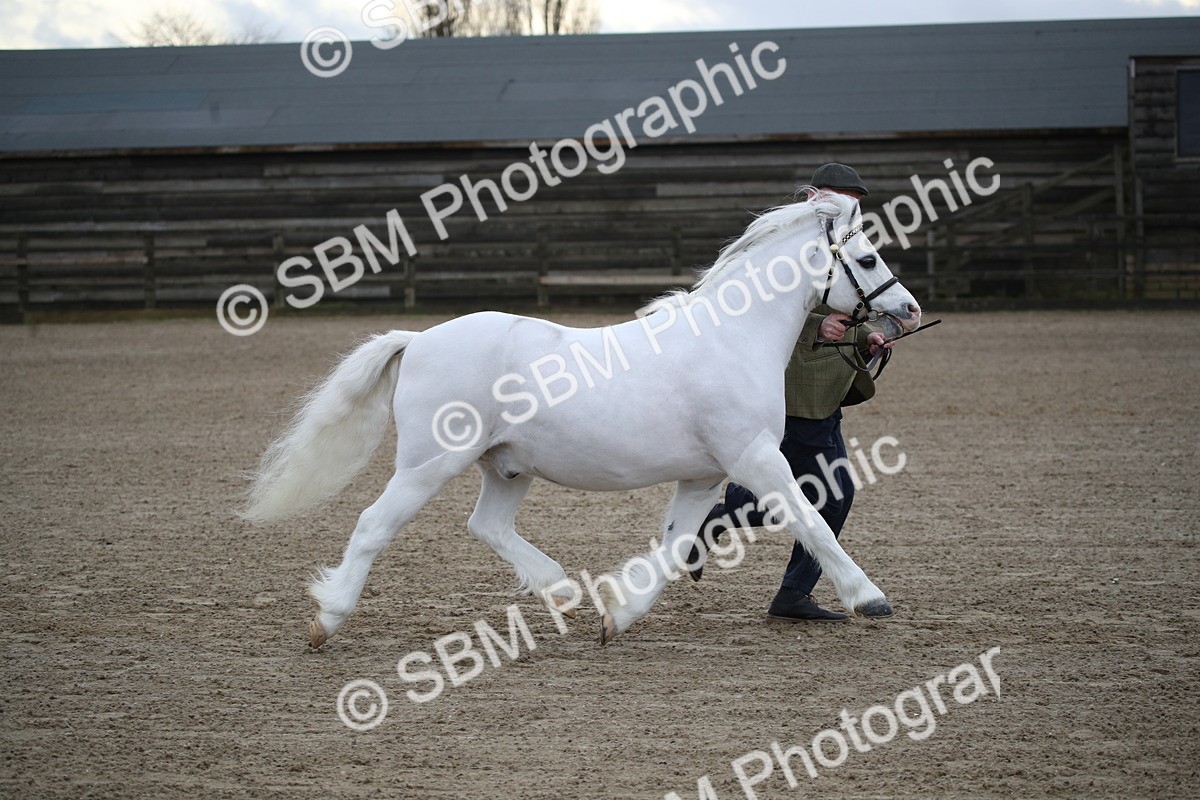 SBM_003918 - Class 1-4 - Young Stock classes Inc. In Hand Championship