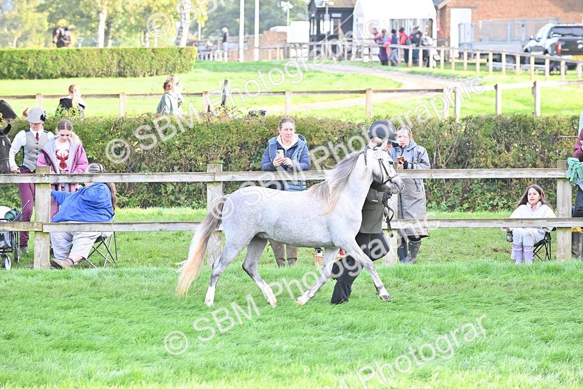 SBM_55322 - S44 - Youngstock In Hand