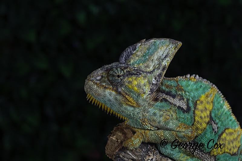 Chameleon Panther Head-3 - Macro day with Chameleon Photography