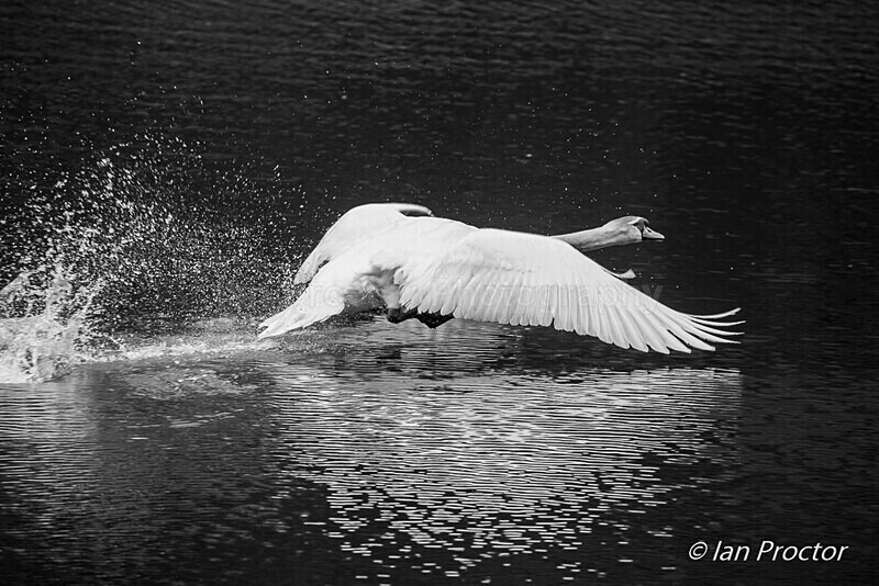 Mute Swan taking flight - BNW - Nature
