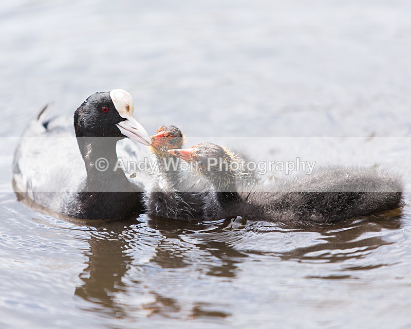 20140419-3K8A0409 - Rails & Coots