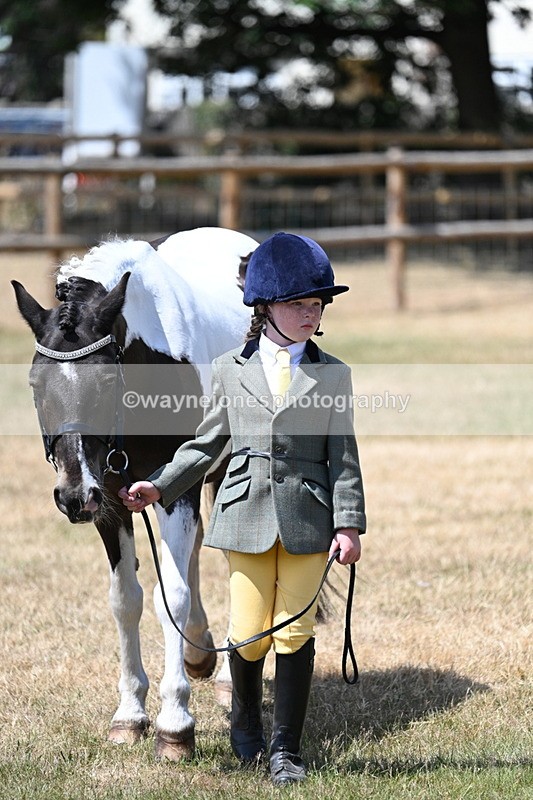 WJ7_2235 - Class 5 Most Handsome Gelding (up to 14.2hh) in hand