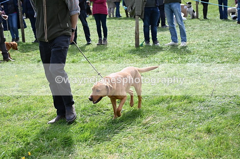 WJ6_8952 - Class 8 Best Working / Gun Dog or Bitch