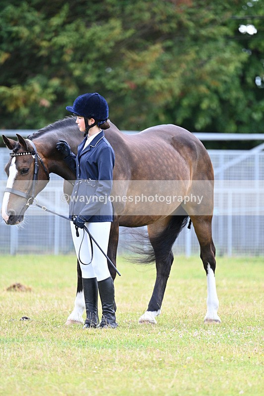 WJ7_7033 - Class 5a Most Handsome Gelding in Hand