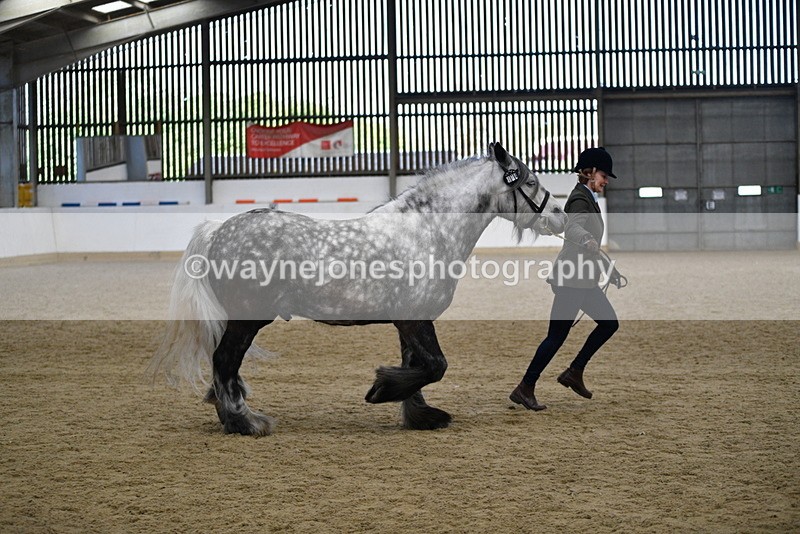 WJ5_5648 - Morning in hand Championship