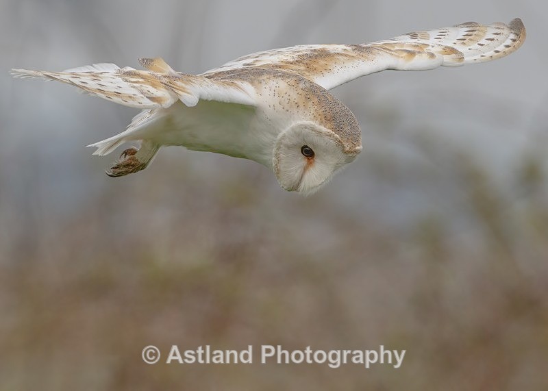 Astland Photography, Bird and Wildlife Images, Susan and Peter Wilson, U.K.