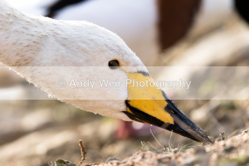 20161023-8E0A2661 - Whooper Swan