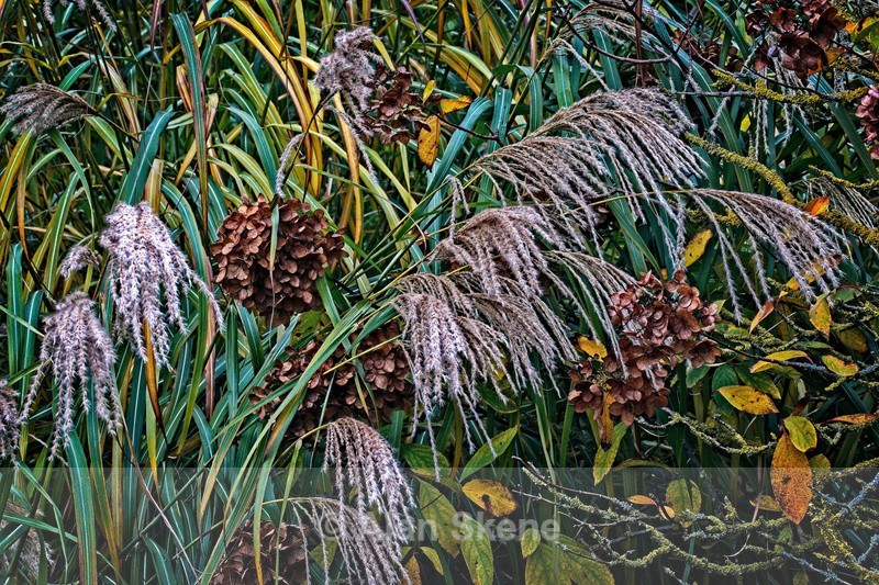 DSC09229 - Autumn