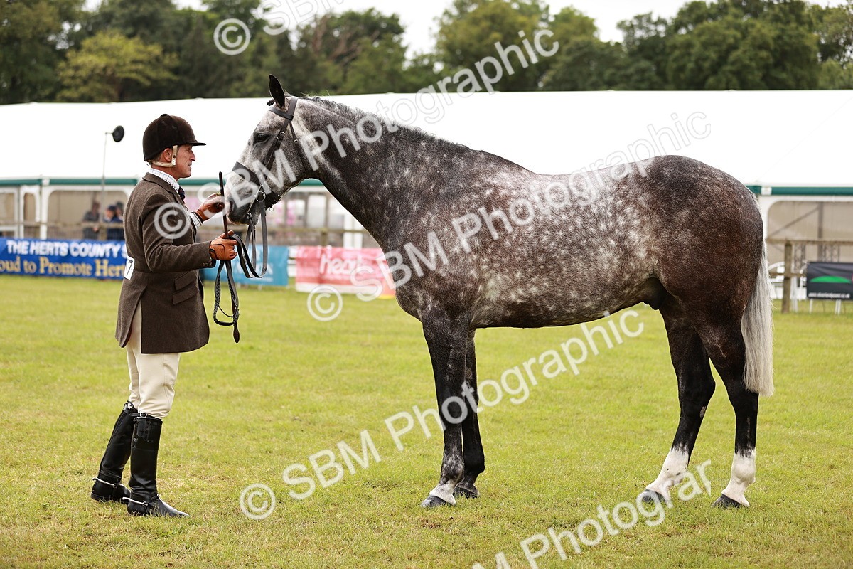SBM_10942 - Class 81-84 - RIHS Ridden hunters Inc Ladies Hunter