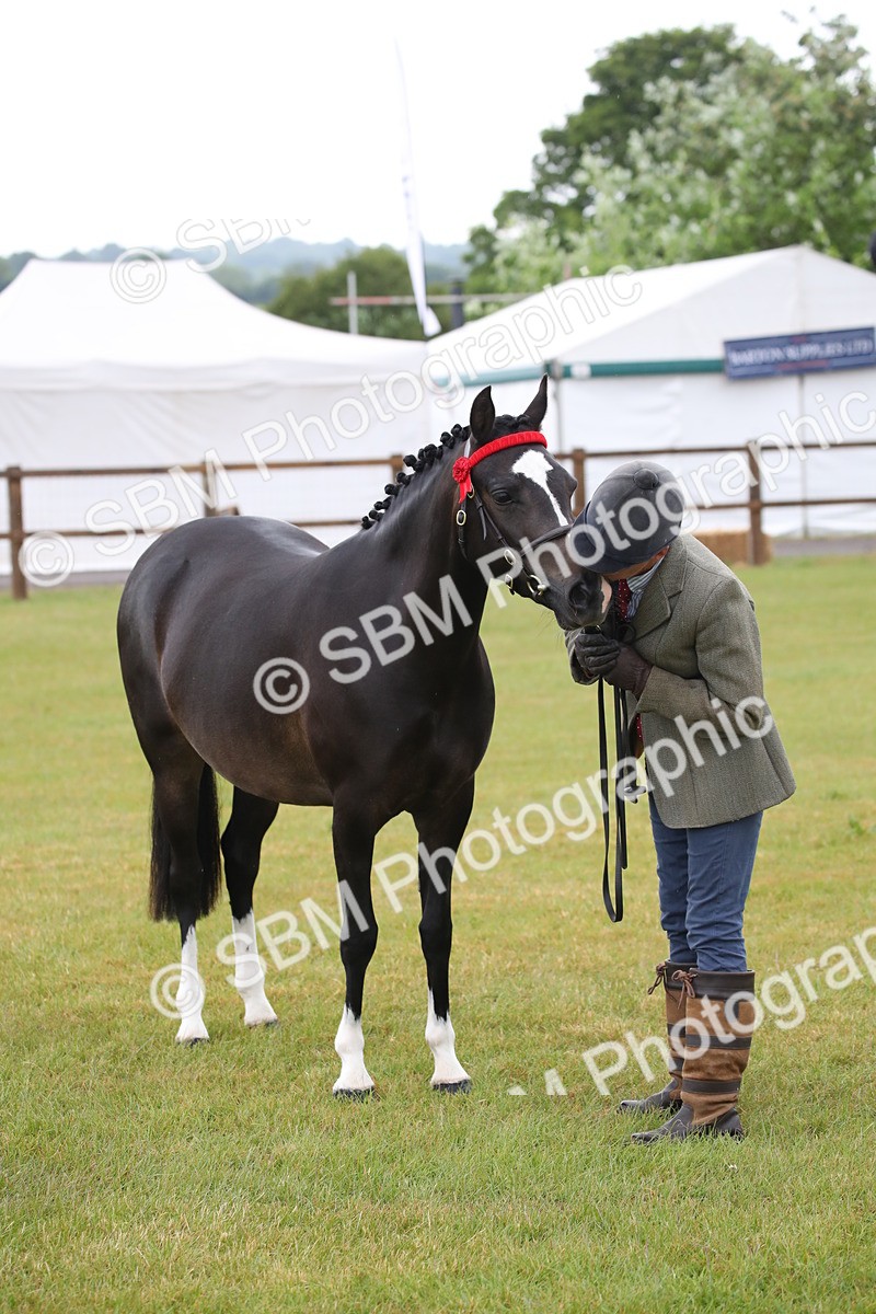 SBM_00081 - Class 17-20 - Arab & Part Bred - Anglo Arab In Hand